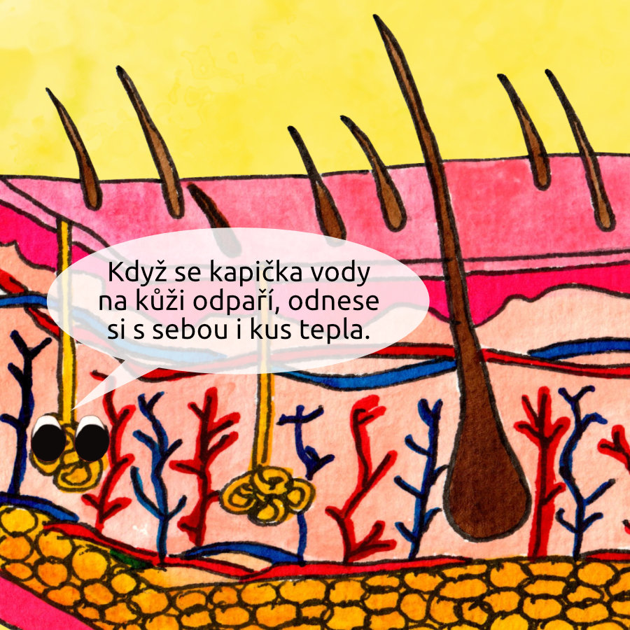 Ilustrace řezu kůží s chloupky, potní žlázou a krevními cévami, kapička potu na povrchu kůže říká: Když se kapička vody na kůži odpaří, odnese si s sebou i kus tepla.